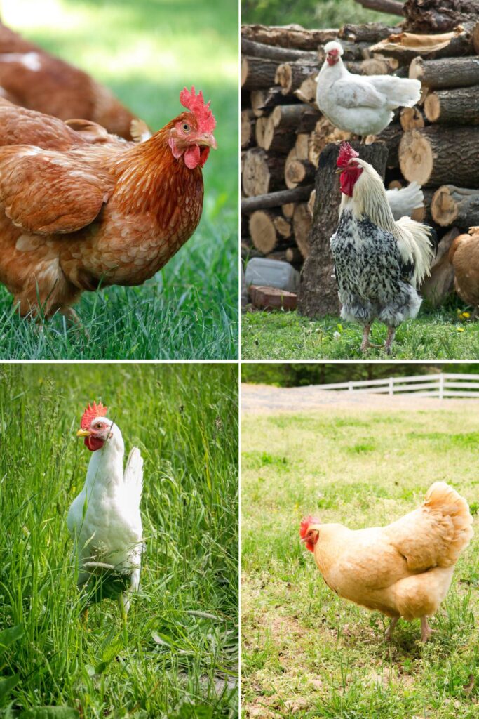 Chicken Breeds