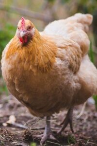 buff orpington hen standing up