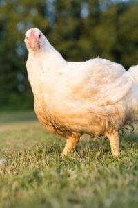 large Cornish cross chicken outside.