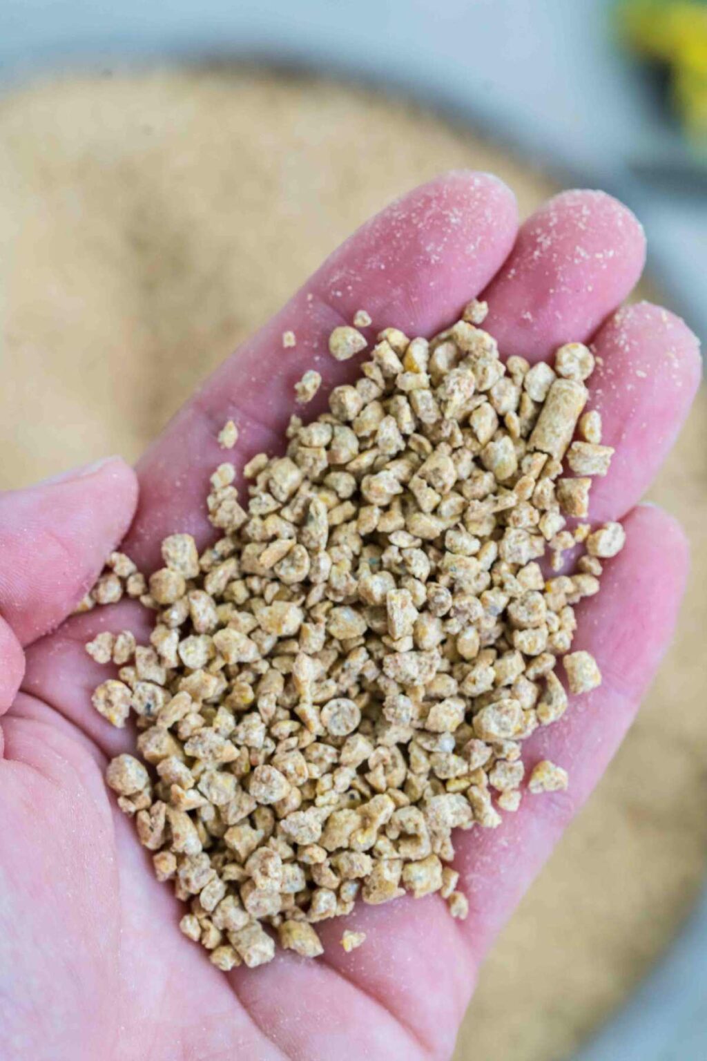 Pellet vs Crumbles What Feed is Right for Your Chickens?
