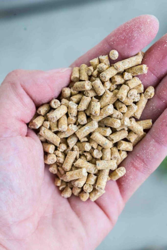 Pellet vs Crumbles What Feed is Right for Your Chickens?