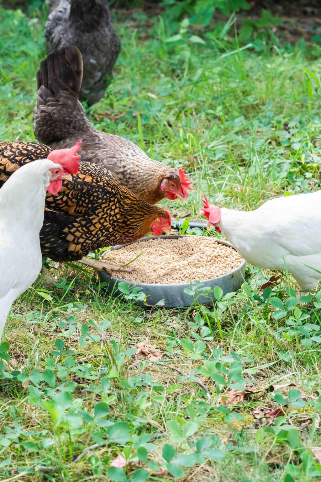 Pellet vs Crumbles What Feed is Right for Your Chickens?