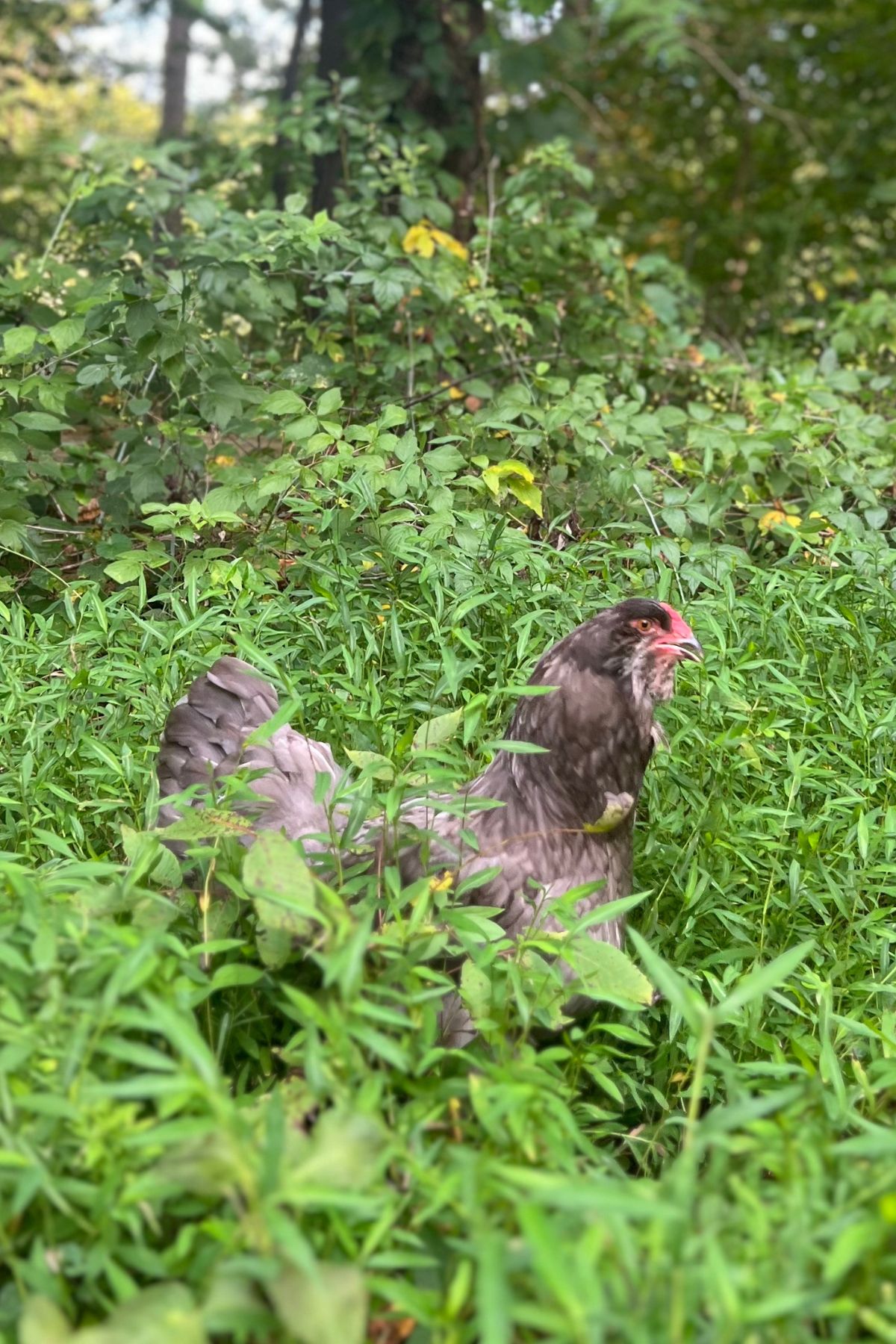 10 Gorgeous Heritage Chicken Breeds: Eggs and Aesthetics