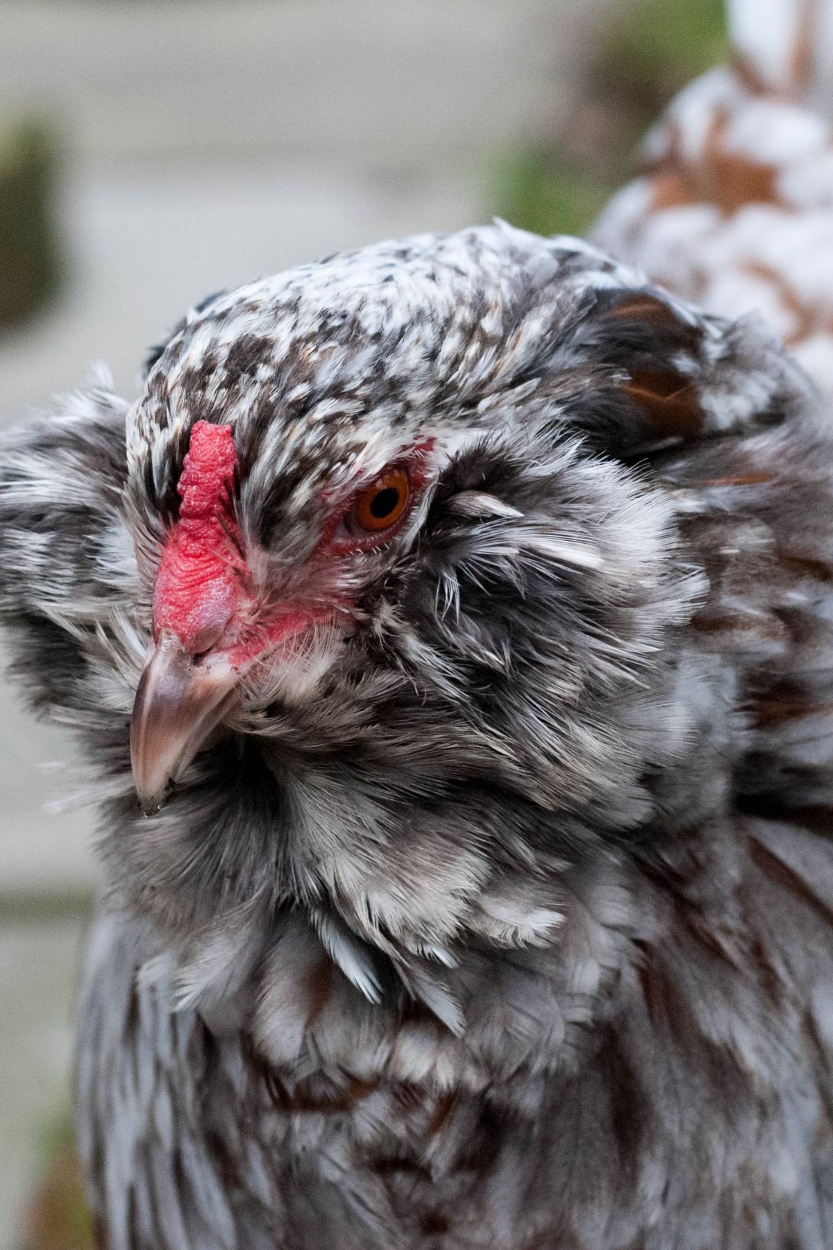 Ameraucana Chickens: The Ultimate Guide to This Blue-Egg Layer