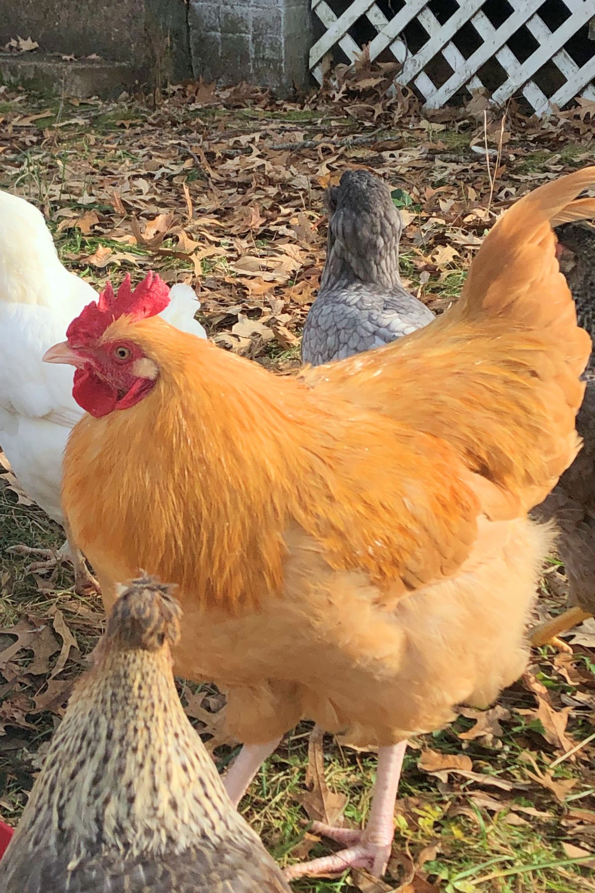 Backyard Breed Guide: Buff Orpington Chickens