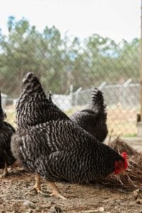 barred rock hen in coop.