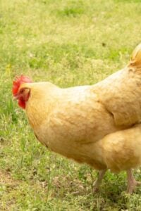 buff orpington outside