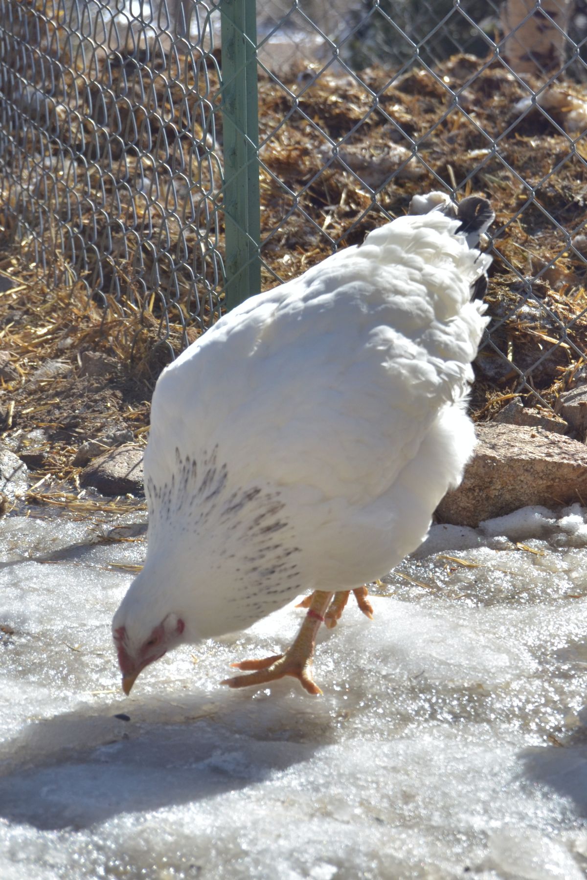 Breed Profile: Delaware Chicken - Backyard Poultry