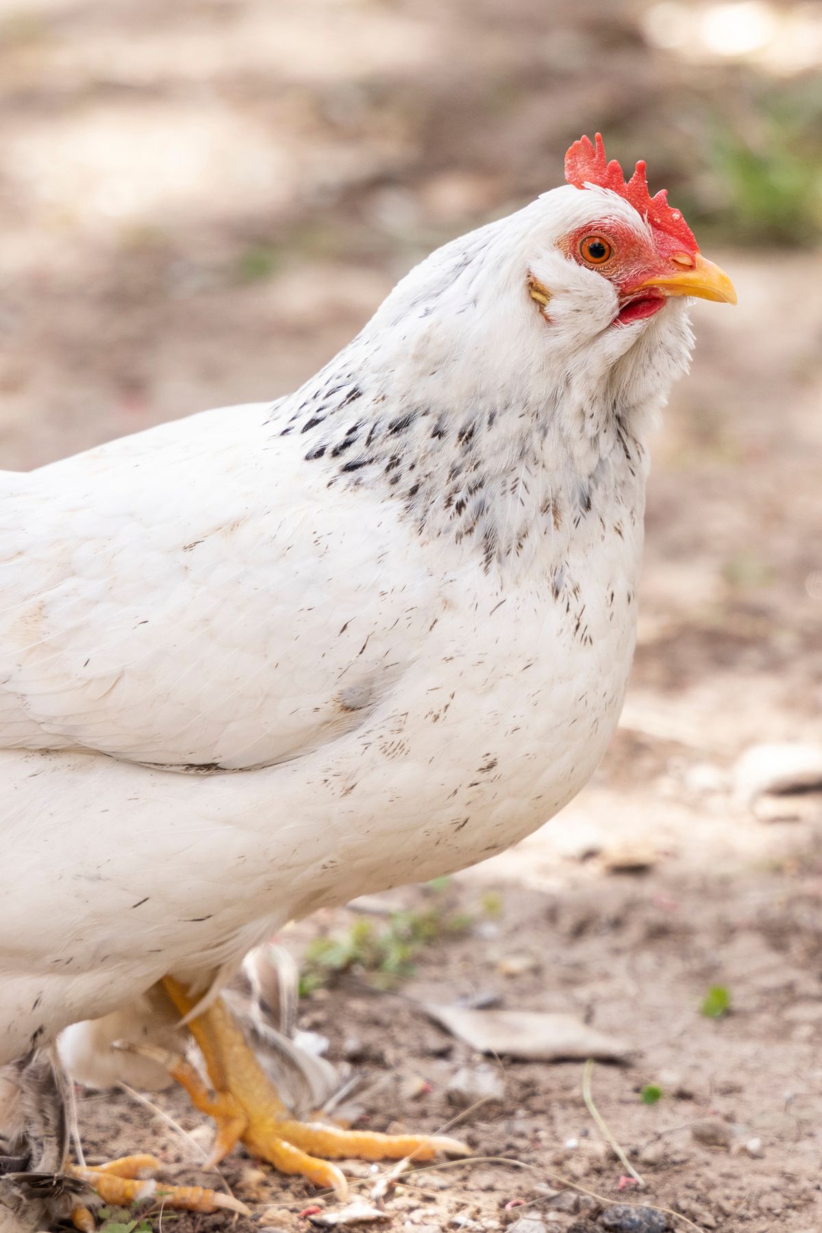 Breed Profile: Delaware Chicken - Backyard Poultry