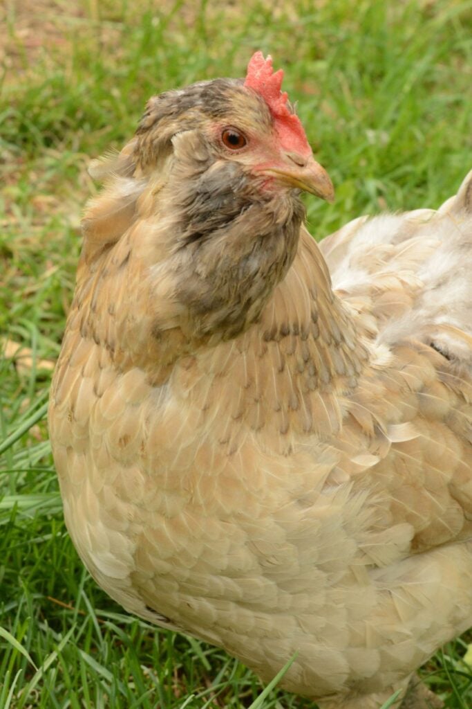 easter egger chicken in grass