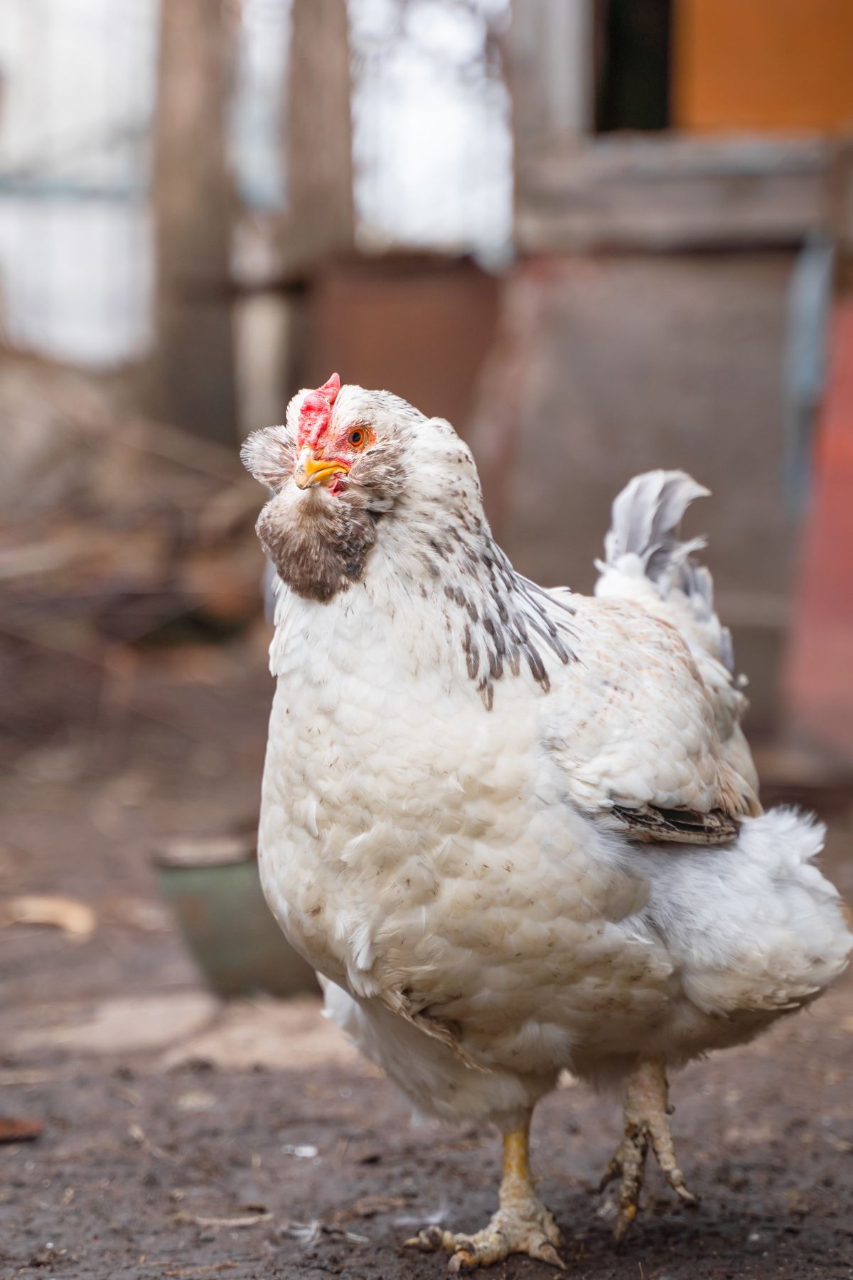 10 Gorgeous Heritage Chicken Breeds: Eggs and Aesthetics