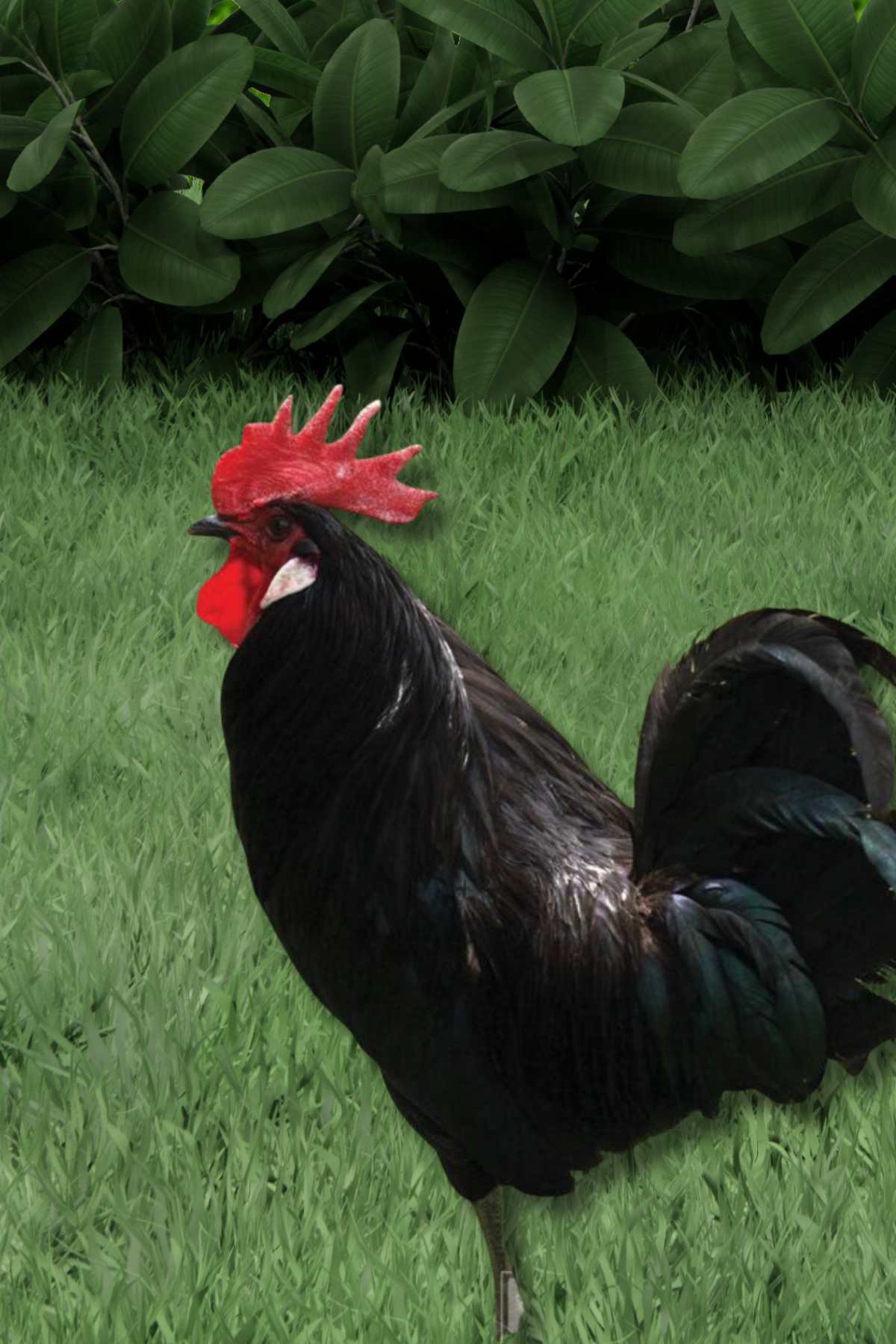 Meet the Delaware Chicken: Backyard Breed Guide