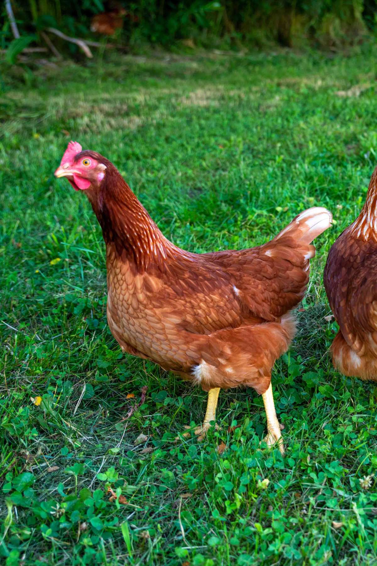 10 Gorgeous Heritage Chicken Breeds: Eggs and Aesthetics