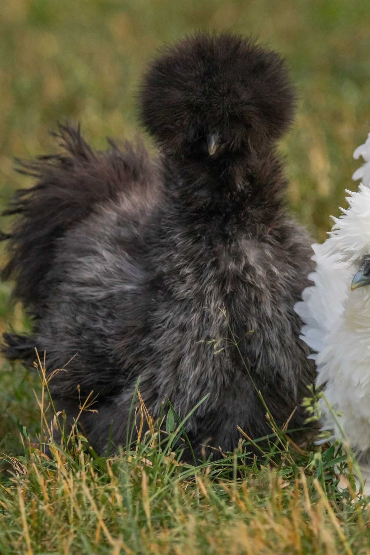 All About Silkie Chickens: Fluffy, Friendly Backyard Buddies