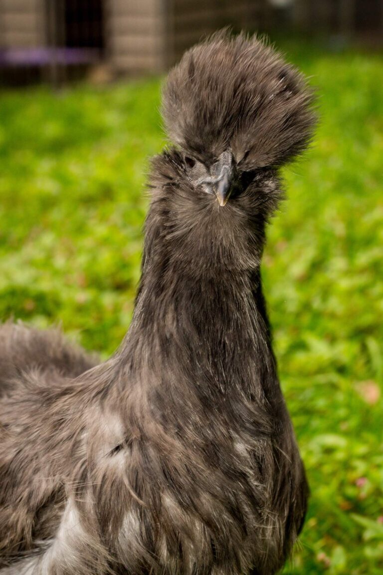 All About Silkie Chickens Fluffy, Friendly Backyard Buddies