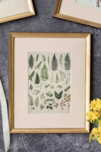 framed fern botanical.