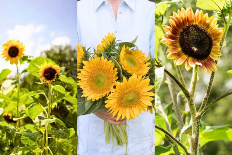 10 Best Sunflowers to Grow at Home {Easy + + Versatile)