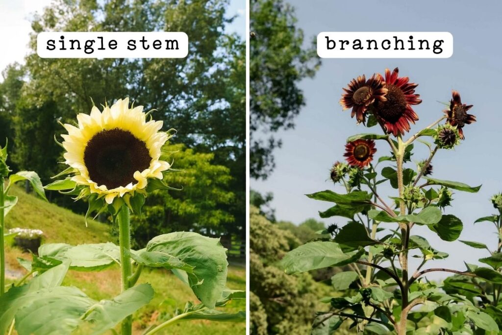 How to Grow Sunflowers The Ultimate Guide for Beautiful Blooms