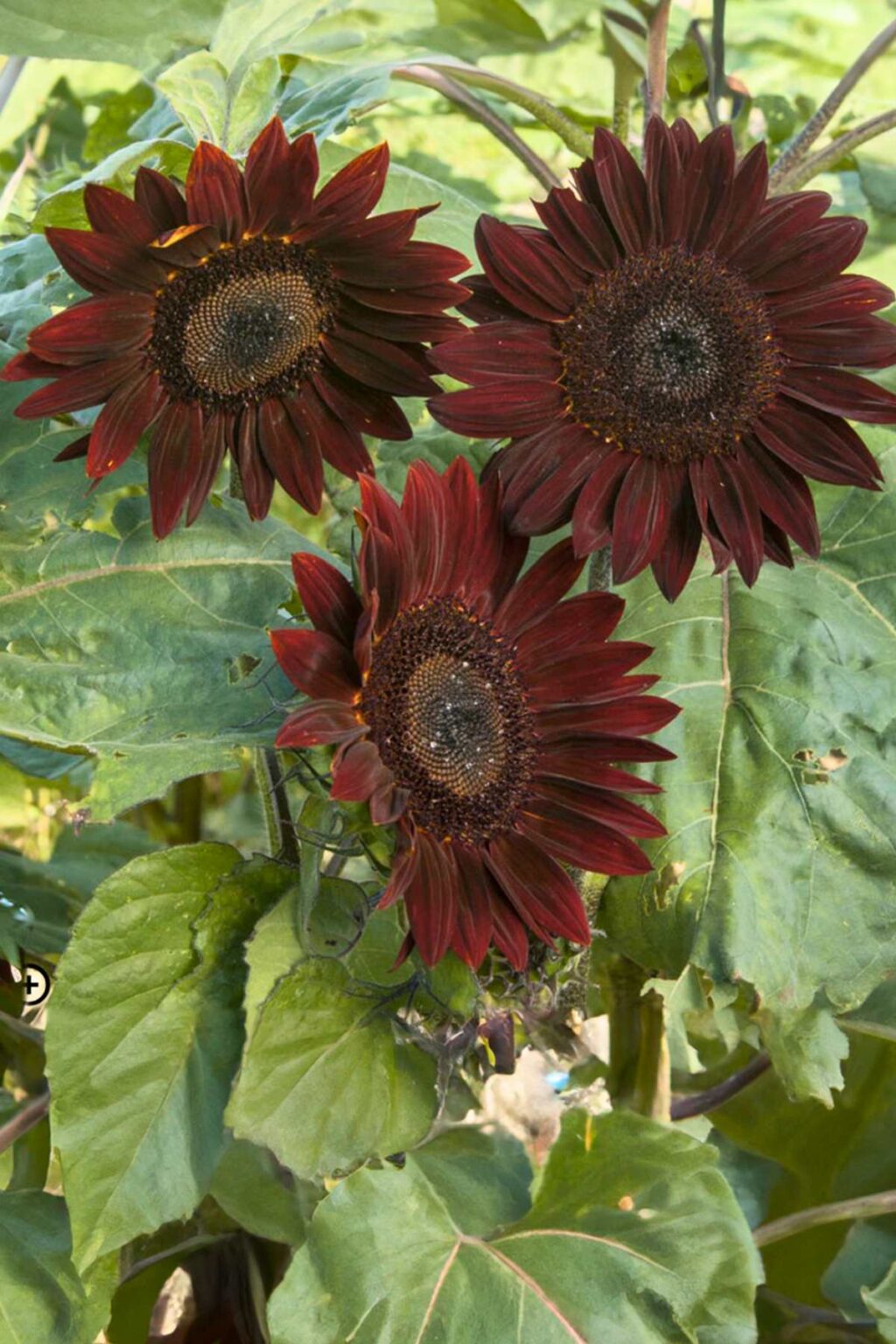 10 Best Sunflowers to Grow at Home {Easy + + Versatile)