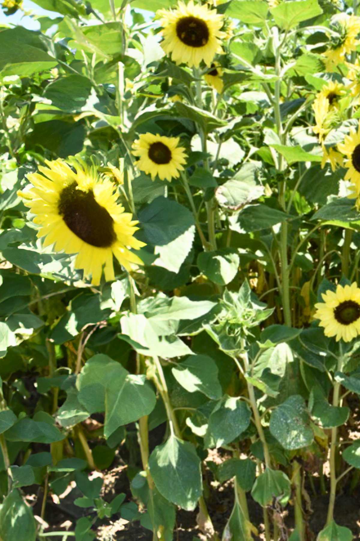 10 Best Sunflowers to Grow at Home {Easy + + Versatile)