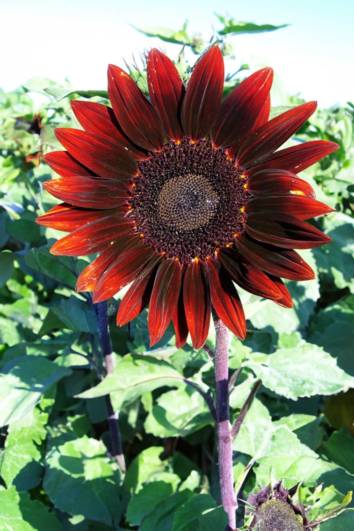 10 Best Sunflowers to Grow at Home {Easy + + Versatile)