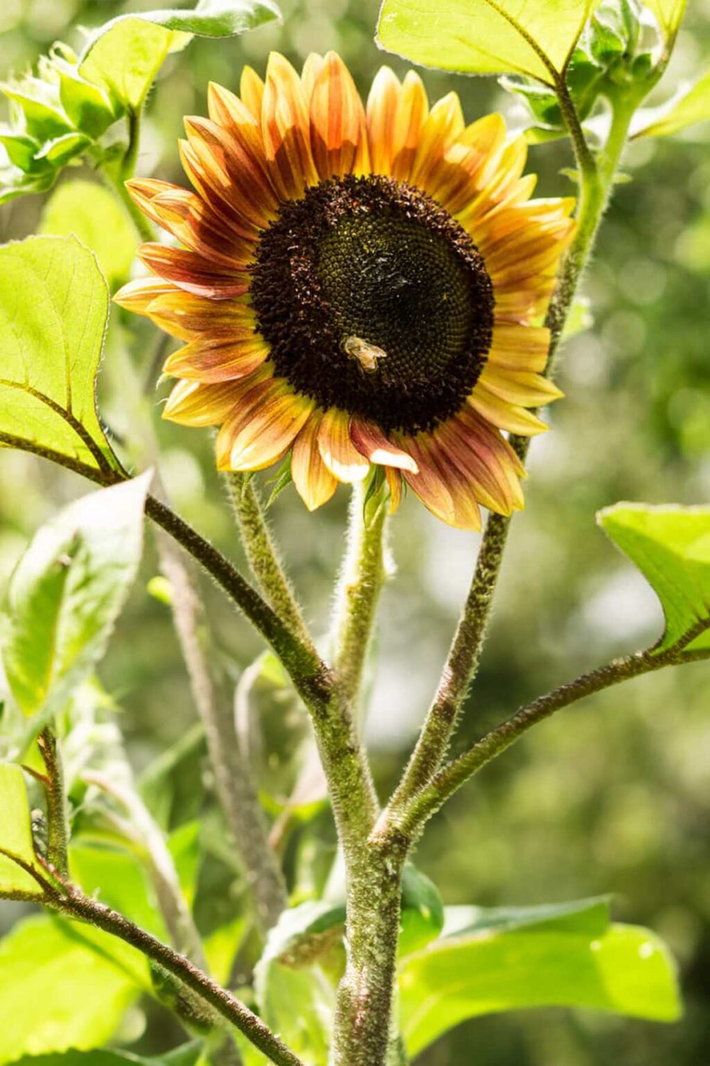 10 Best Sunflowers to Grow at Home {Easy + + Versatile)