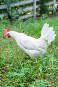 A single white chicken in a grassy field, looking healthy and alert, potentially after treatment for pasty butt.