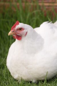 white chicken sitting in grass.