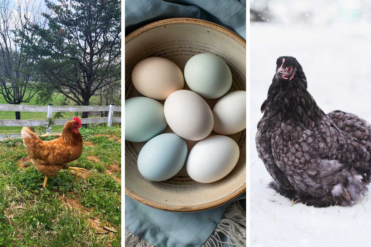 How to Take Care of Chickens Keeping Happy Hens in Your Backyard