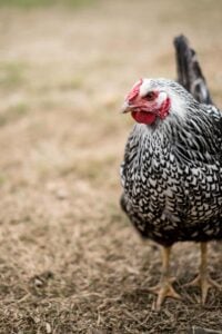 A side profile of a Silver Laced Wyandotte chicken with detailed black and white feathers, standing on a dry grass patch.