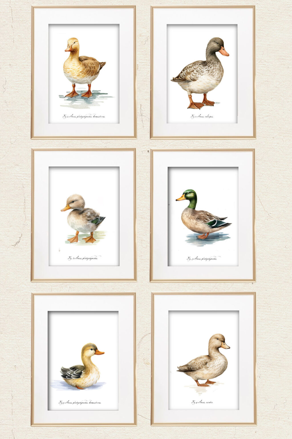 Botanical Duck Wall Art : Heart's Content Farmhouse