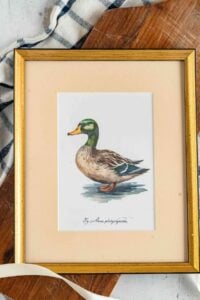 A framed botanical duck printable displayed on a table, featuring a lifelike painting of a mallard duck on a cream background with the caption 'Fig. 1 Anas platyrhynchos'