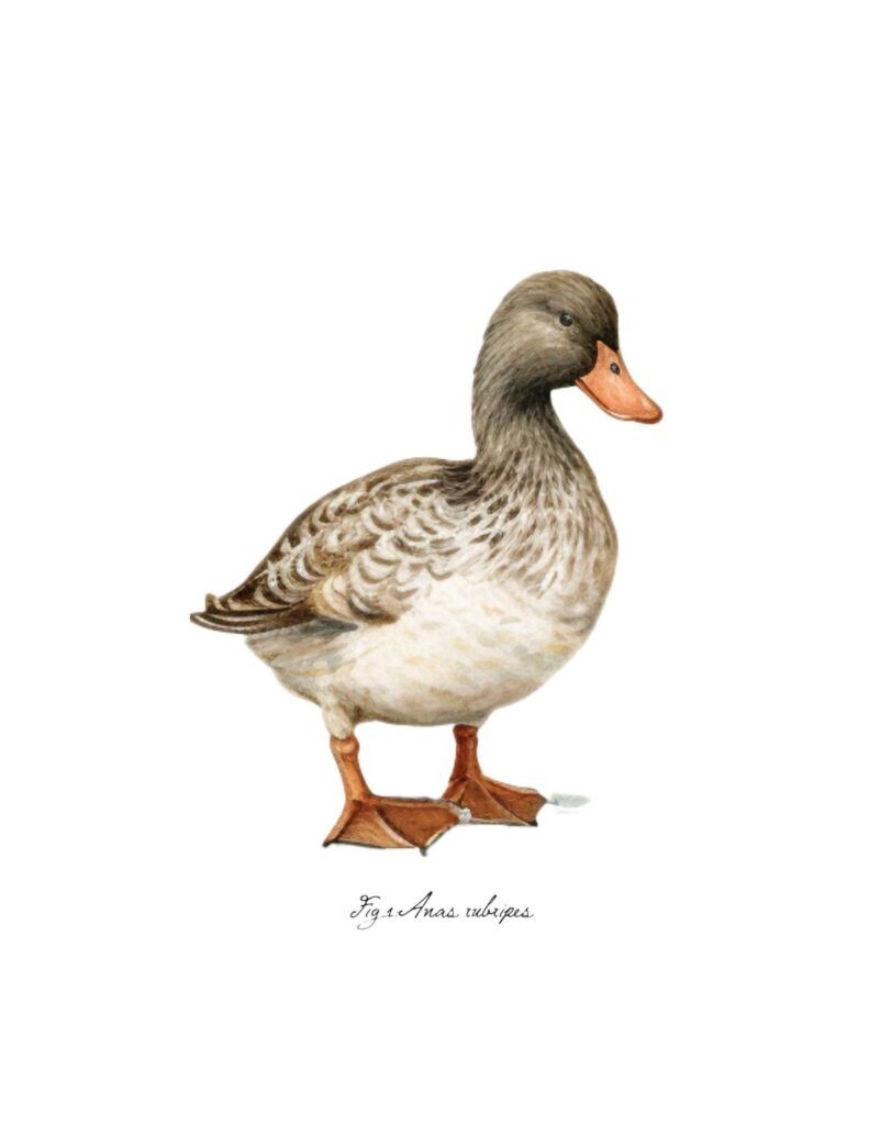 Botanical Duck Wall Art : Heart's Content Farmhouse