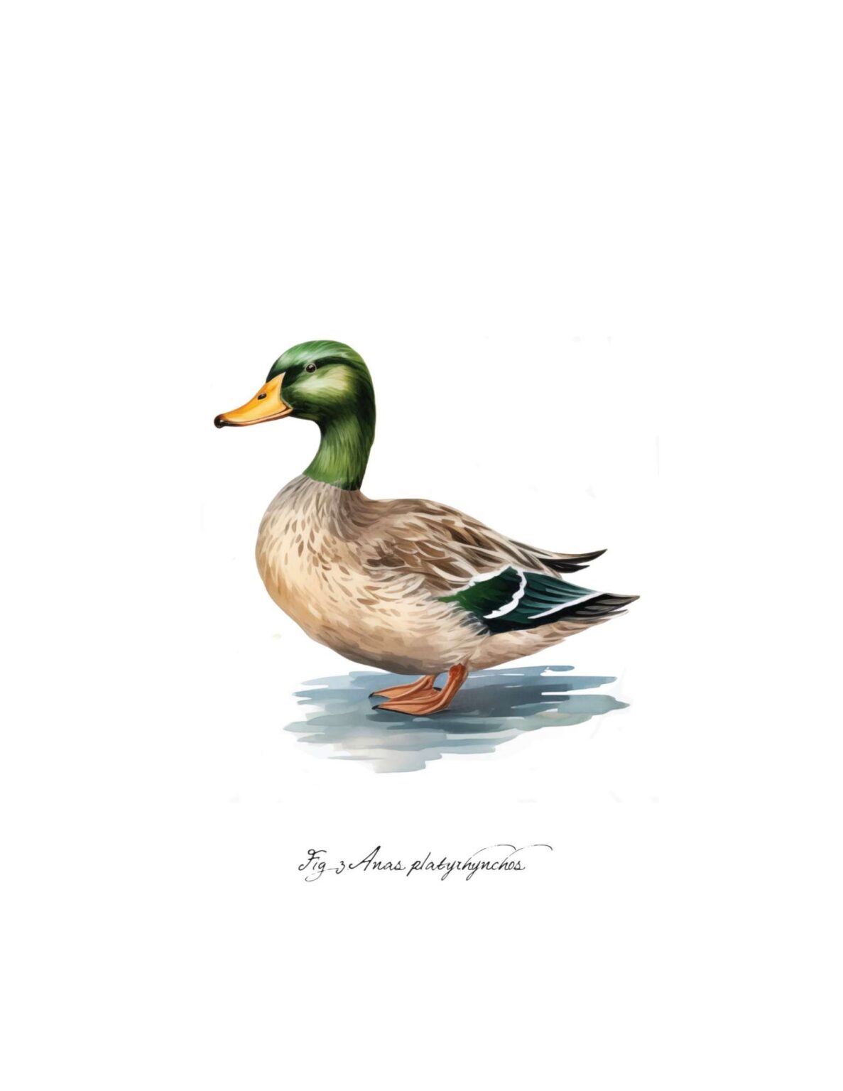 Botanical Duck Wall Art : Heart's Content Farmhouse