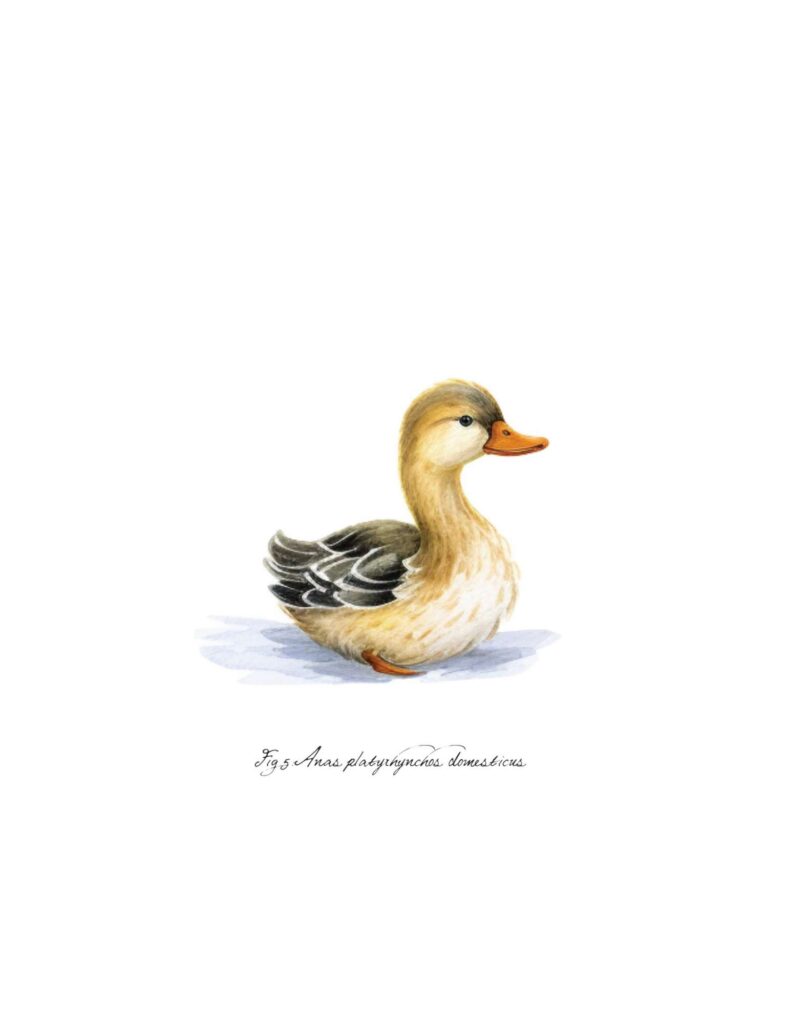 Botanical Duck Wall Art : Heart's Content Farmhouse