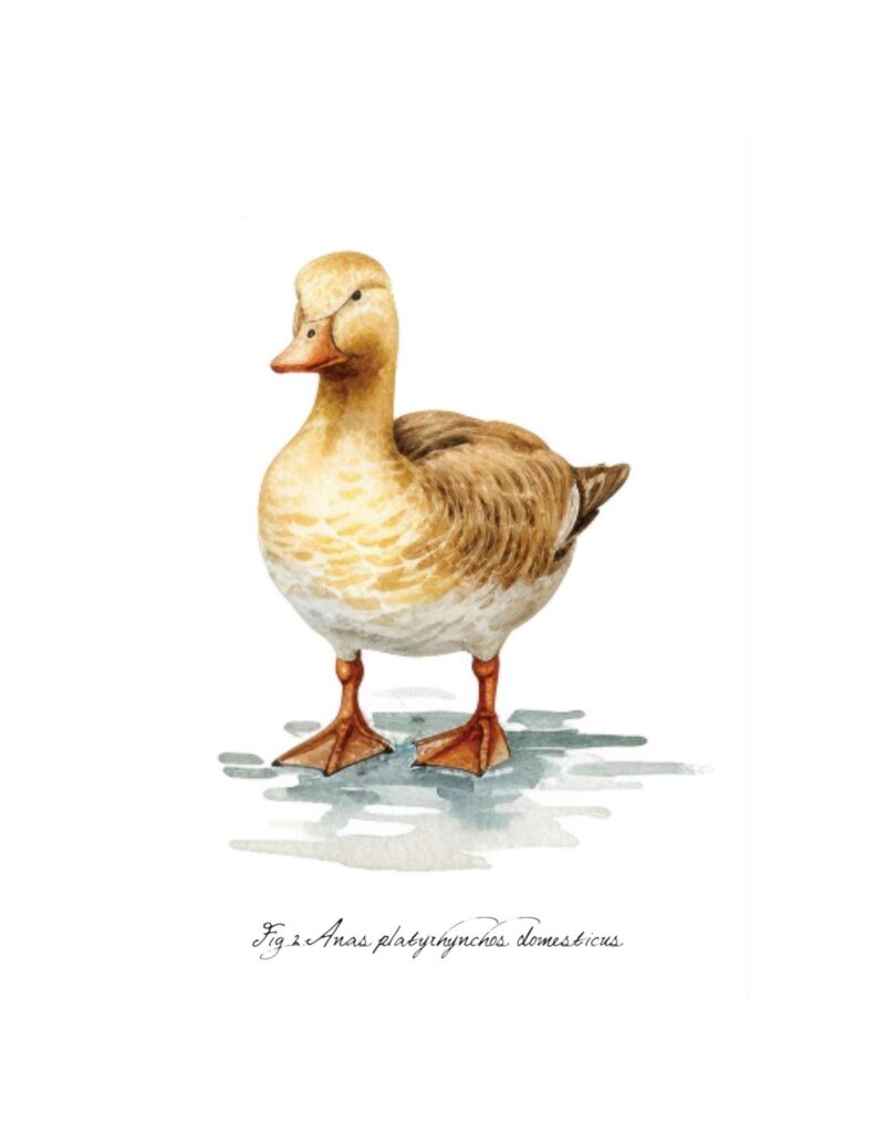 Botanical Duck Wall Art : Heart's Content Farmhouse