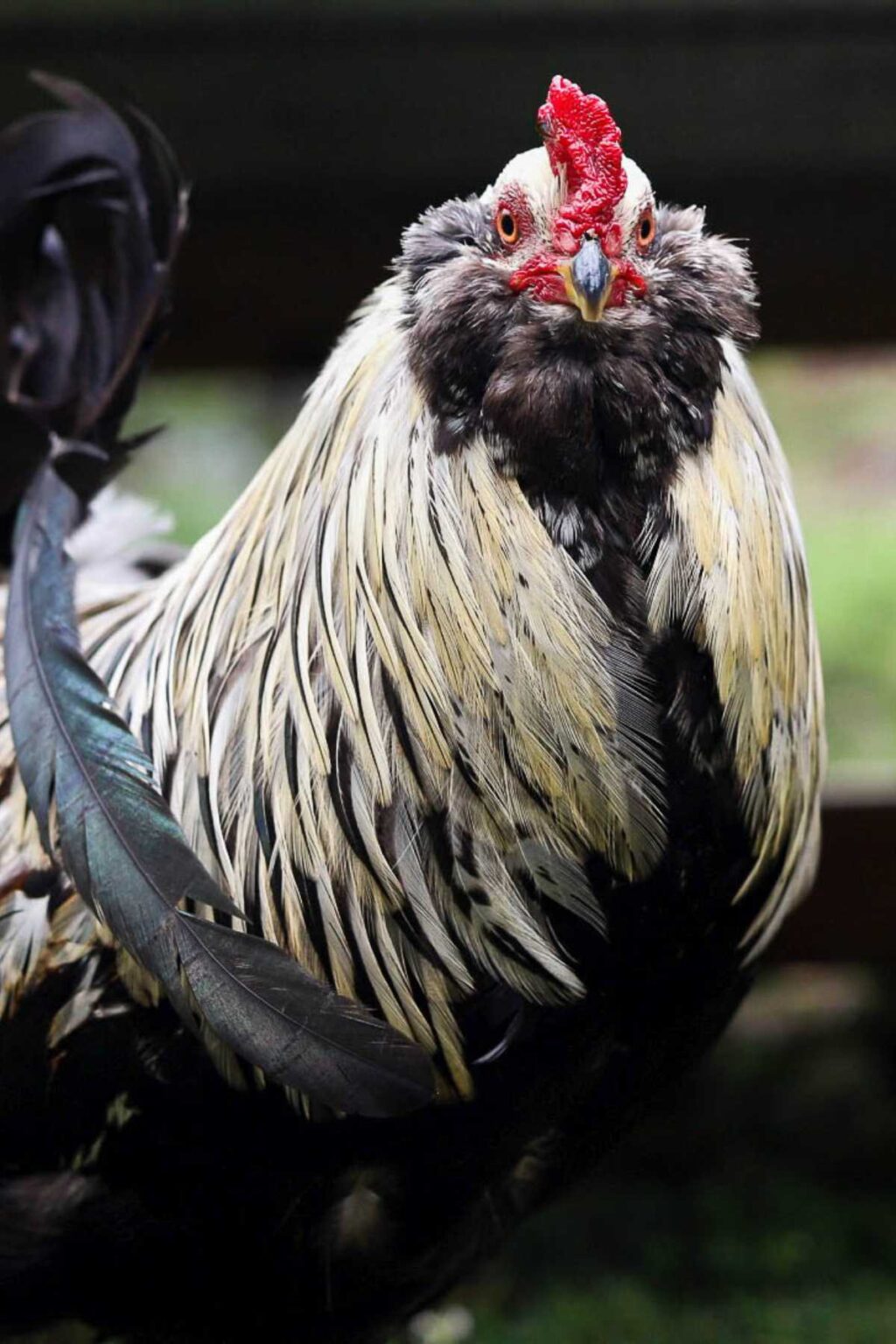 Illustration of Chickens Recognizing Equations Hierarchy