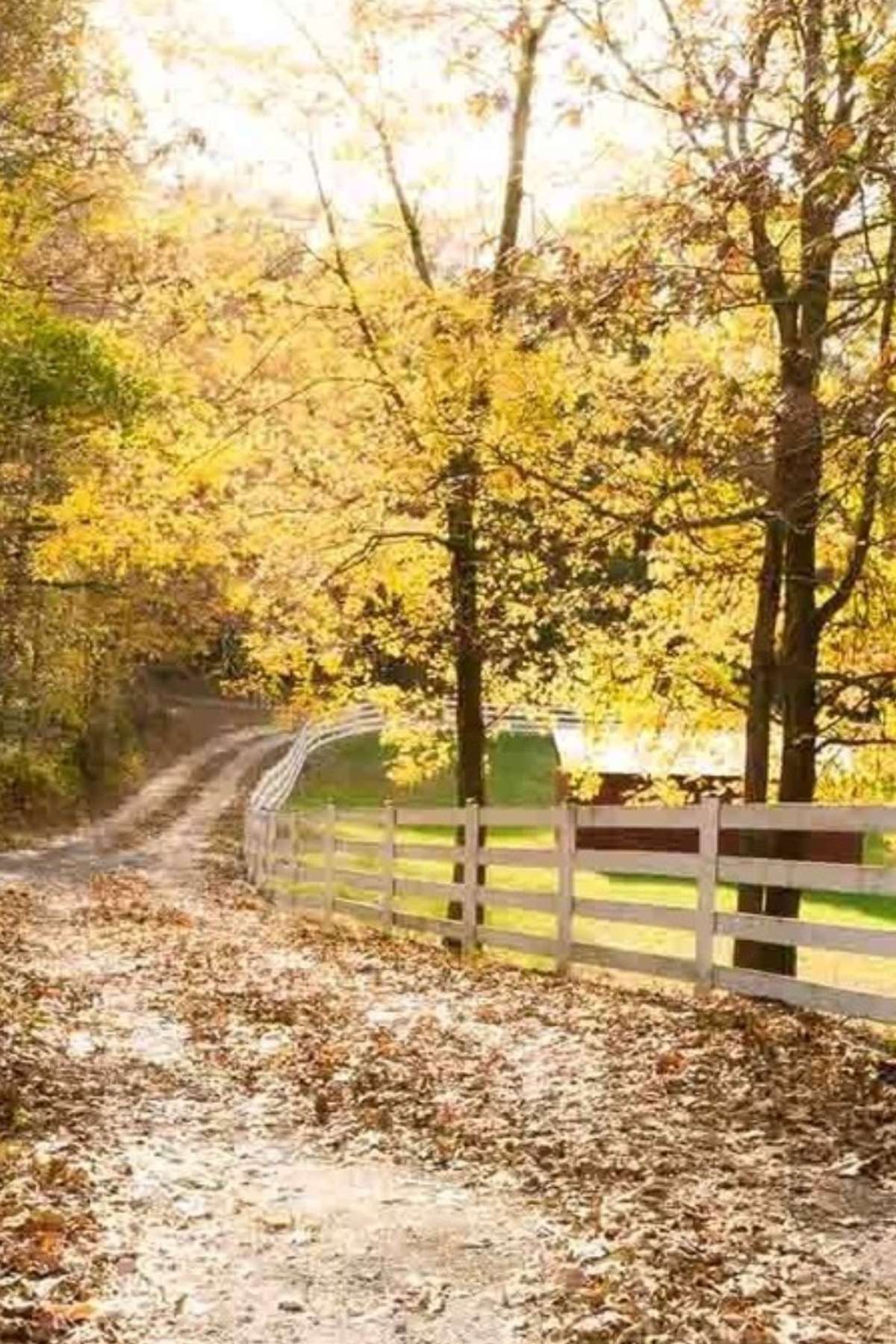 Homesteading Dreams Find The Perfect Property At Greenville Craigslist Farm - if9woiq
