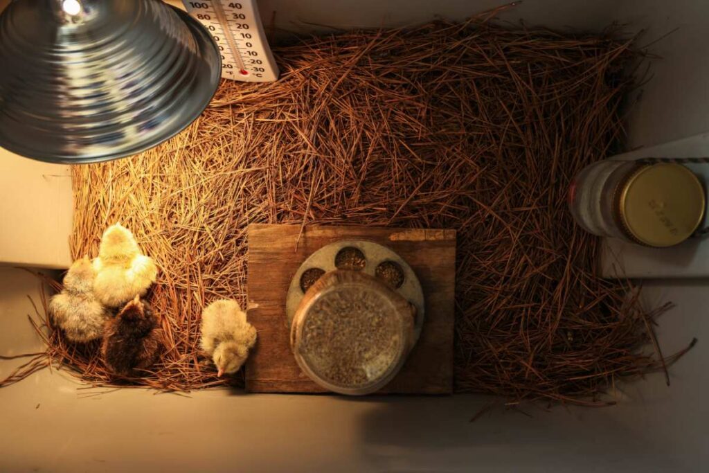 How to Raise Baby Chicks at Home (A Simple Step-by Step Guide) - Growing Baby Chicks Without Antibiotics