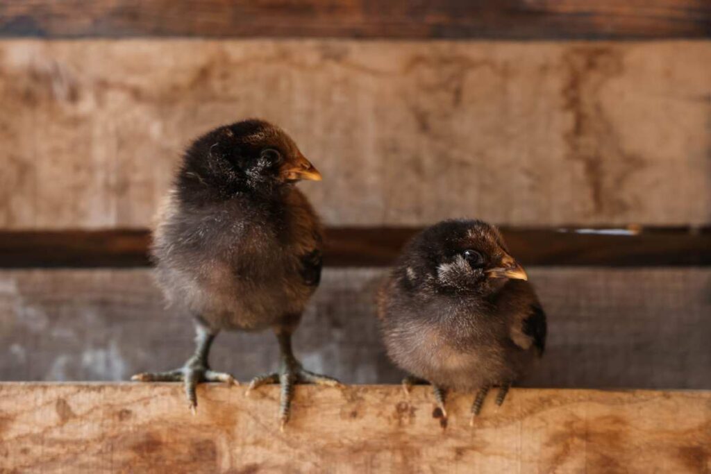 Growing Baby Chicks Without Antibiotics photo