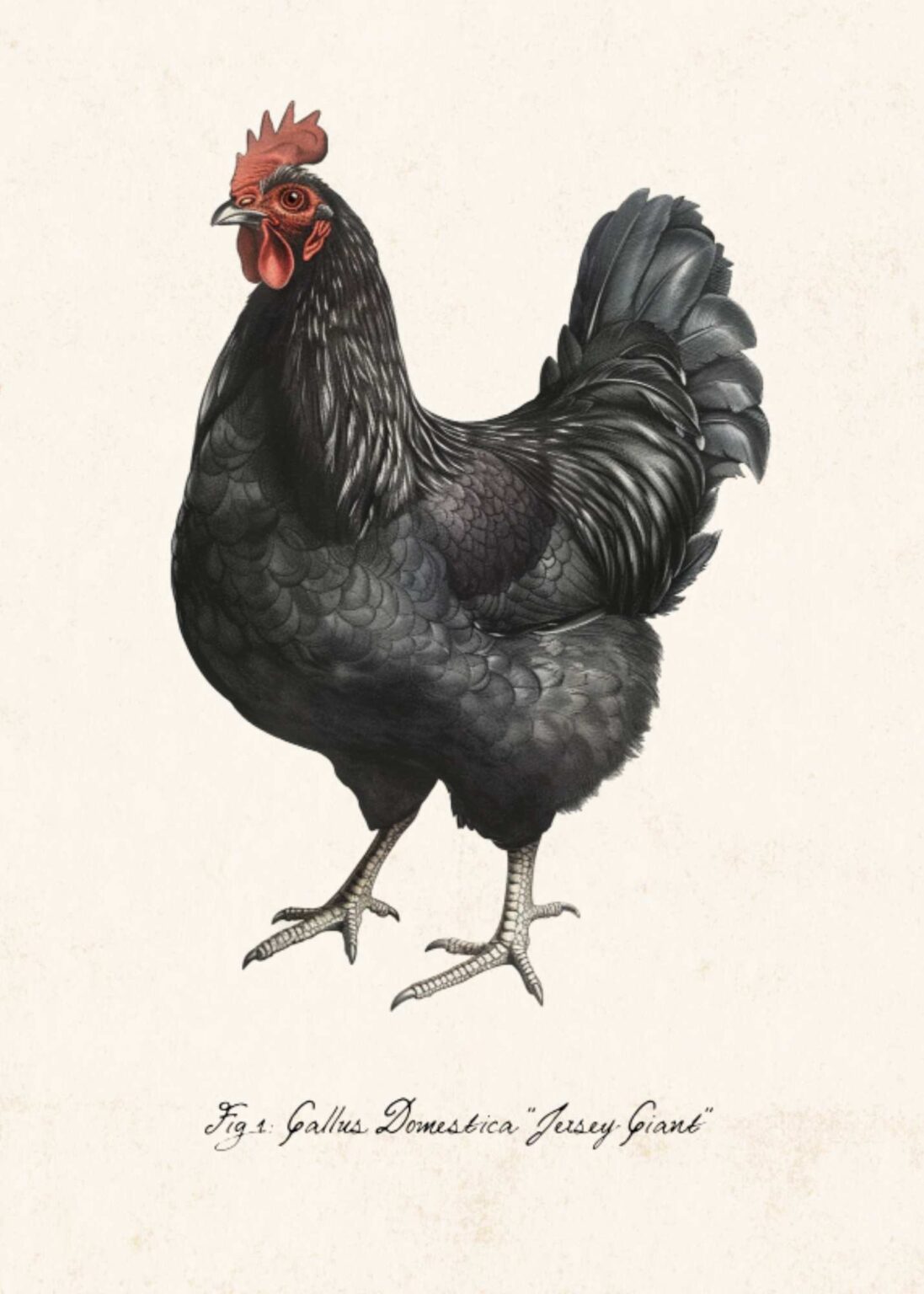 Printable Chicken Wall Art