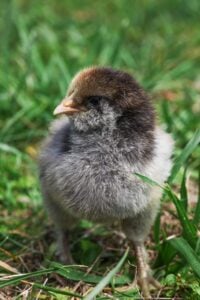 A close-up of a single baby chick with grey and brown feathers standing in green grass, showcasing its developing feathers and alert expression.