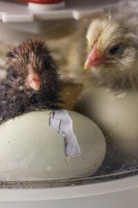 Inside an incubator, a newly hatched chick lies beside its egg, appearing tired and wet with a second chick partially visible, both resting on the incubator's surface.