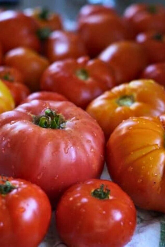 tomatoes on tea towel with wter droplets.