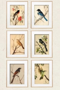 Set of six framed vintage bird illustrations arranged vertically on a light wall. Each frame features a different bird with botanical elements.