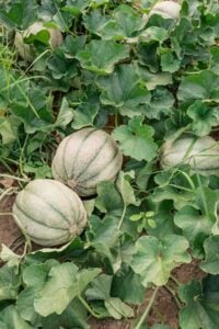 A featured image of a large garden plot filled with sprawling melon vines, showing healthy green leaves and several hidden melons among the plants.