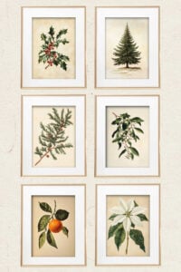 A set of six framed botanical Christmas prints arranged in two vertical columns, featuring illustrations of a pine branch, orange, poinsettia, holly sprig, evergreen tree, and berry branch.