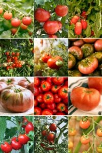 A collage featuring twelve different varieties of tomatoes ideal for home gardening.