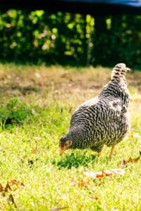A Barred Rock chicken pecking at grass in a sunlit backyard. Its black and white barred feathers contrast against the green foliage in the background.