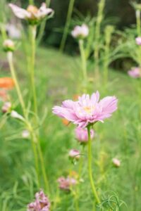 Close-up of a pink cosmos flower with long green stems and leaves, bathed in natural sunlight in a grassy garden setting.